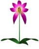gėlės animuoti-vaizdai-gif